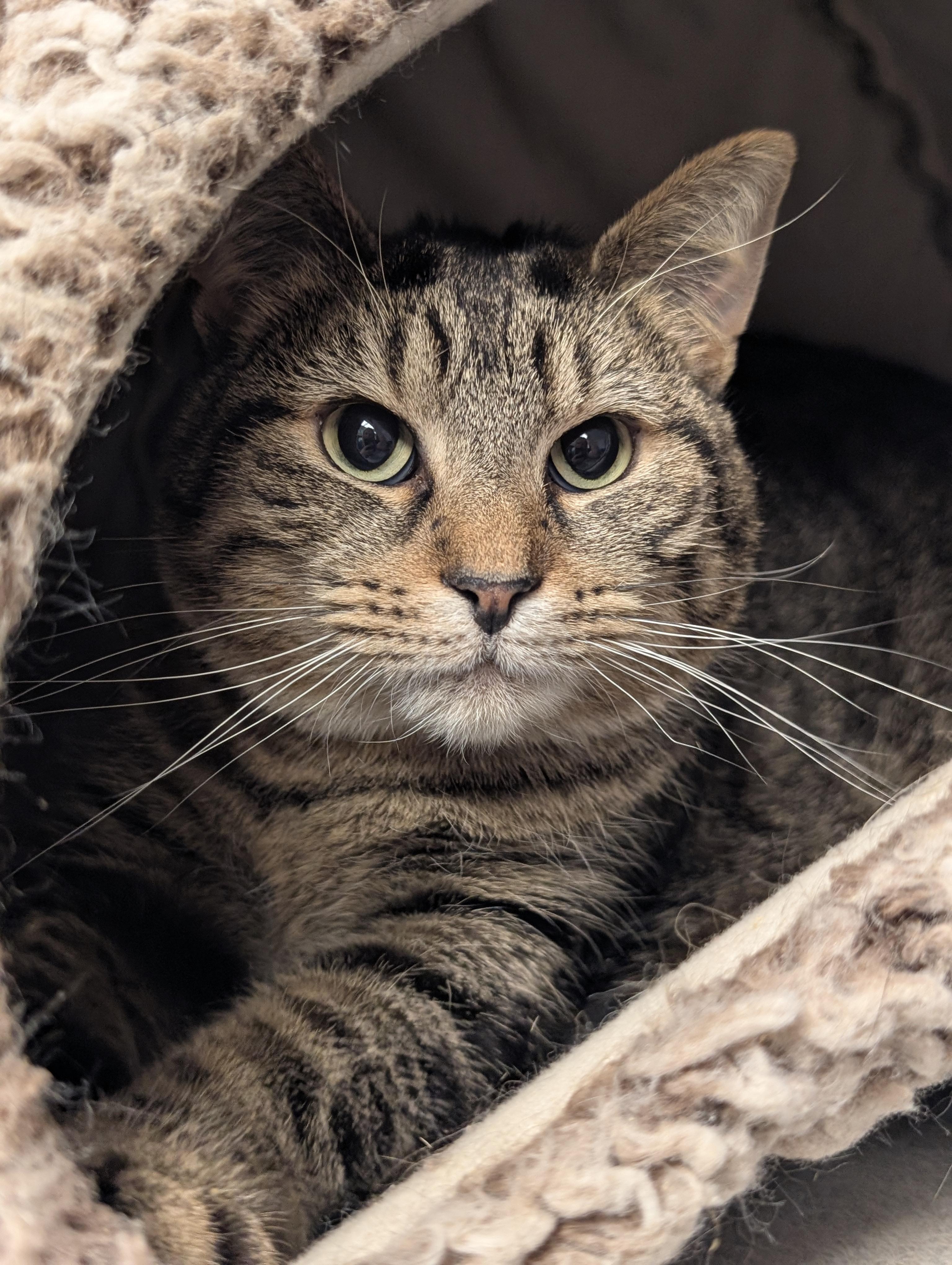 Whitney, a Adoptable mixed breed in Cedar Rapids, IA image 1/3