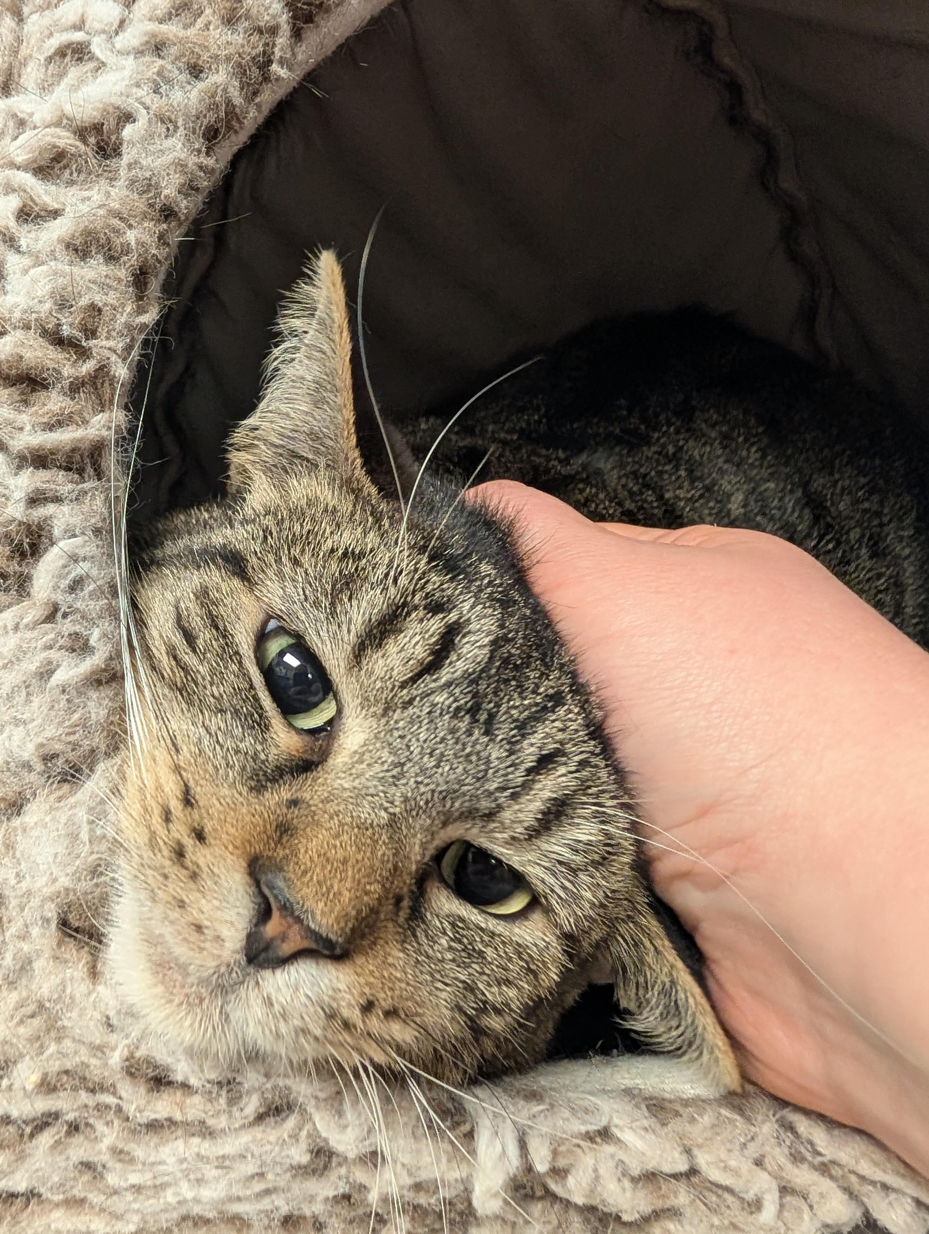 Whitney, a Adoptable mixed breed in Cedar Rapids, IA image 3/3