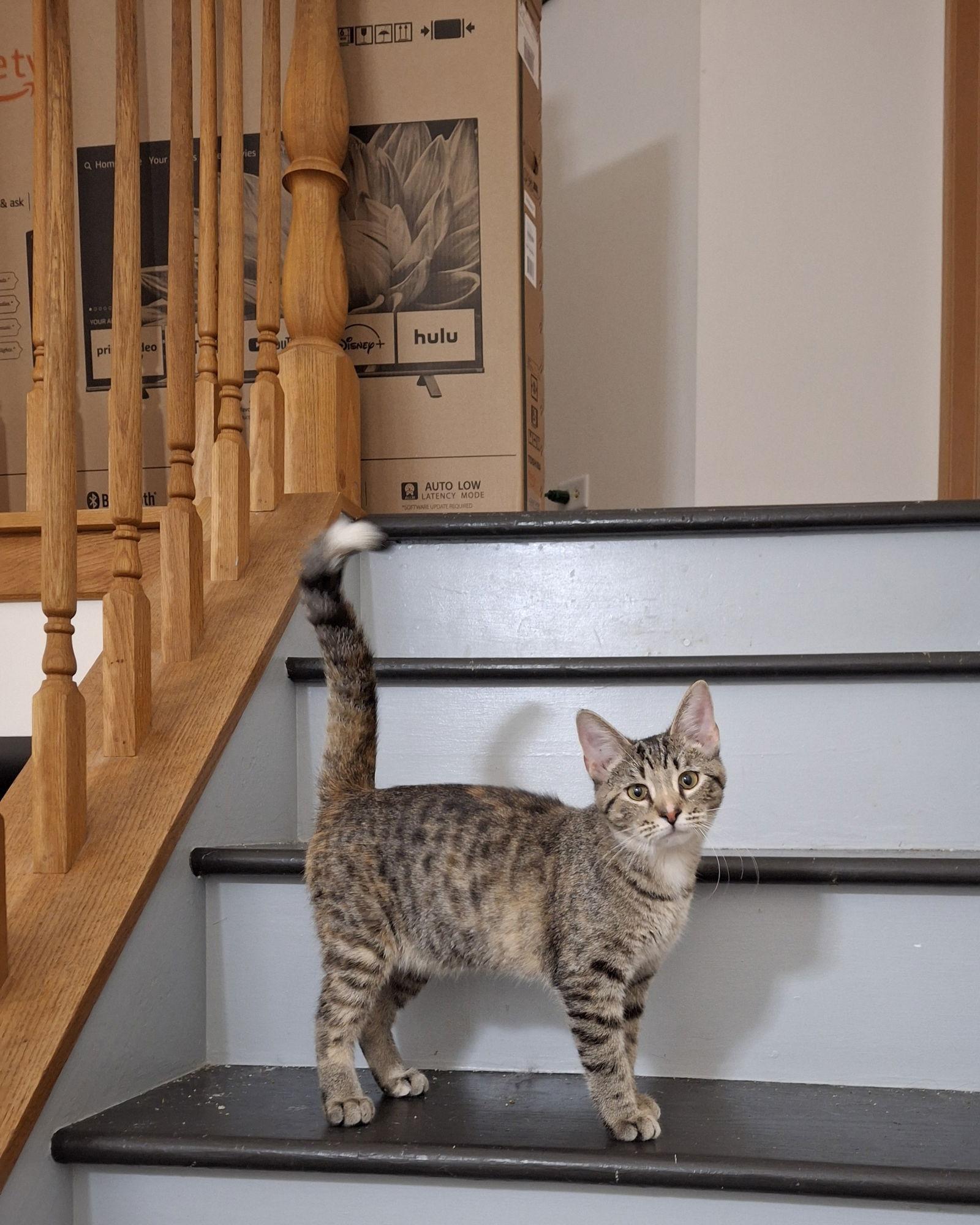 Genevieve and Jade (bonded pair), Adoptable, Young Female Domestic Short Hair.