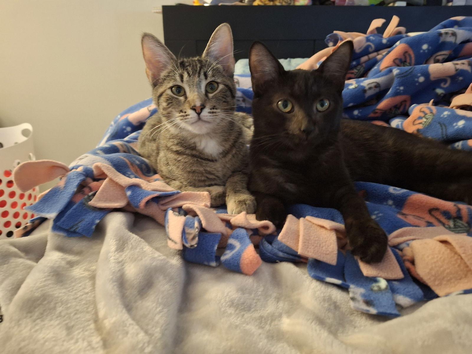 Enlarge Genevieve and Jade (bonded pair), a Adoptable Domestic Short Hair in Wheaton, IL image 2/3