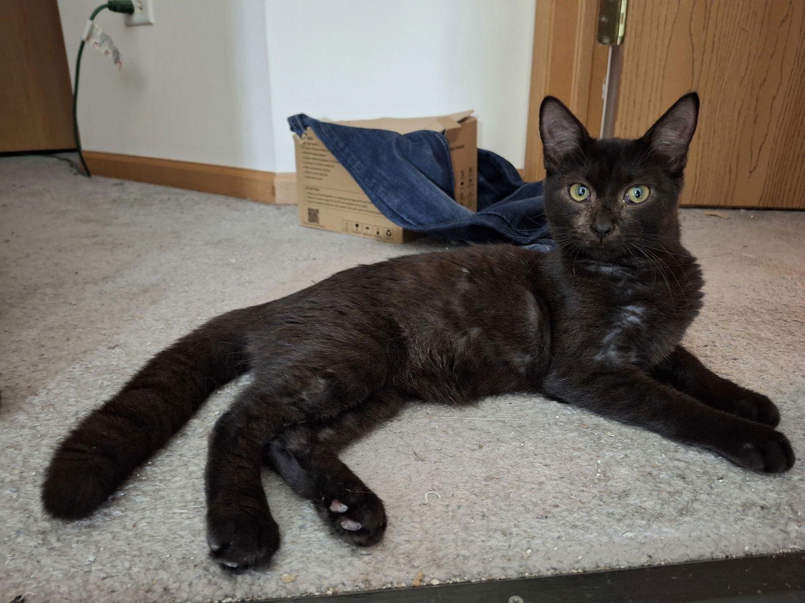 Enlarge Genevieve and Jade (bonded pair), a Adoptable Domestic Short Hair in Wheaton, IL image 3/3