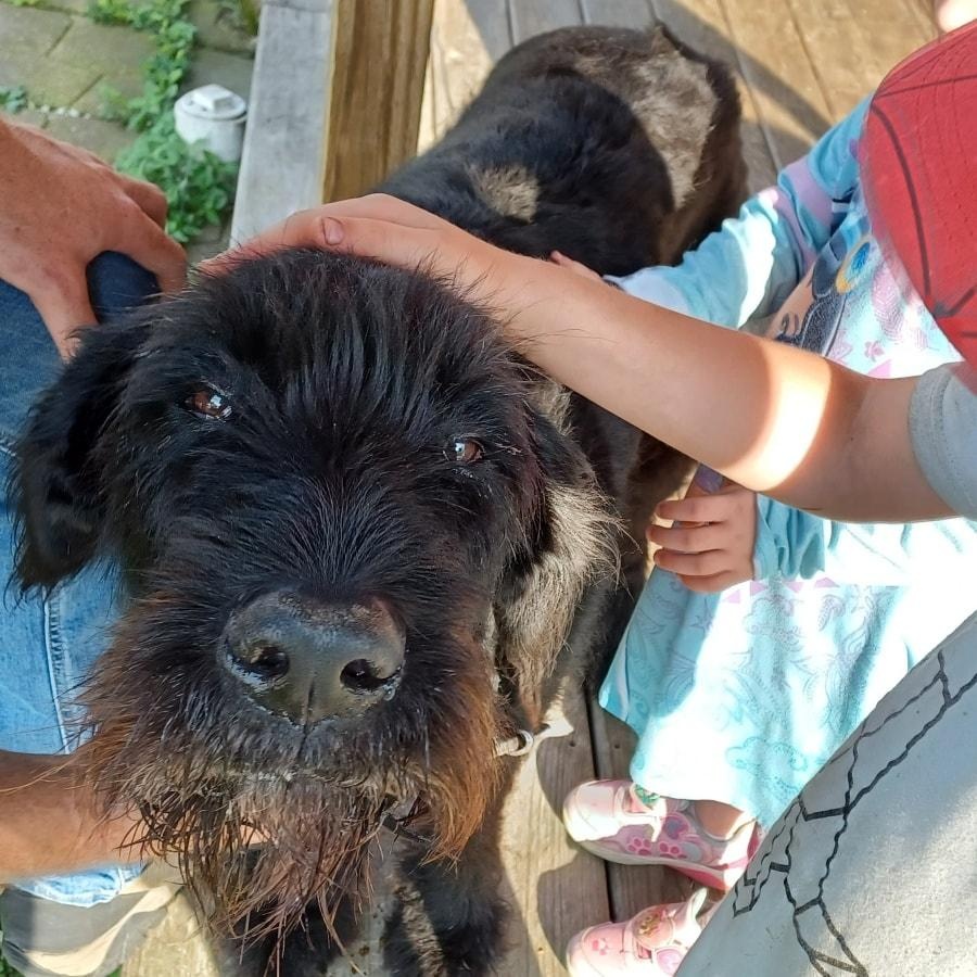 Bentley, Adopted, Adult Male Labrador Retriever & Schnauzer.