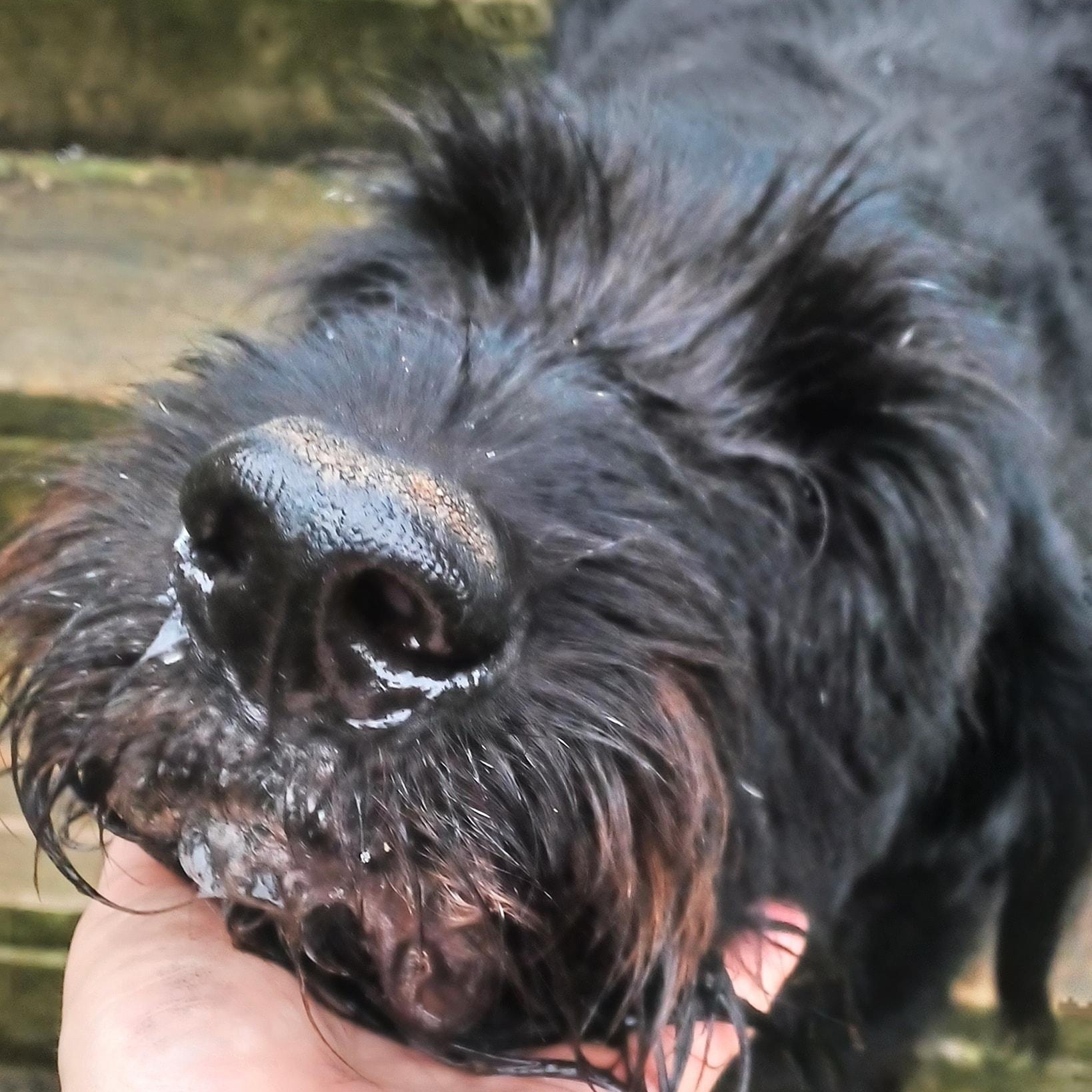 Enlarge Bentley, a Adopted mixed breed in Mount Sterling, IL image 2/3