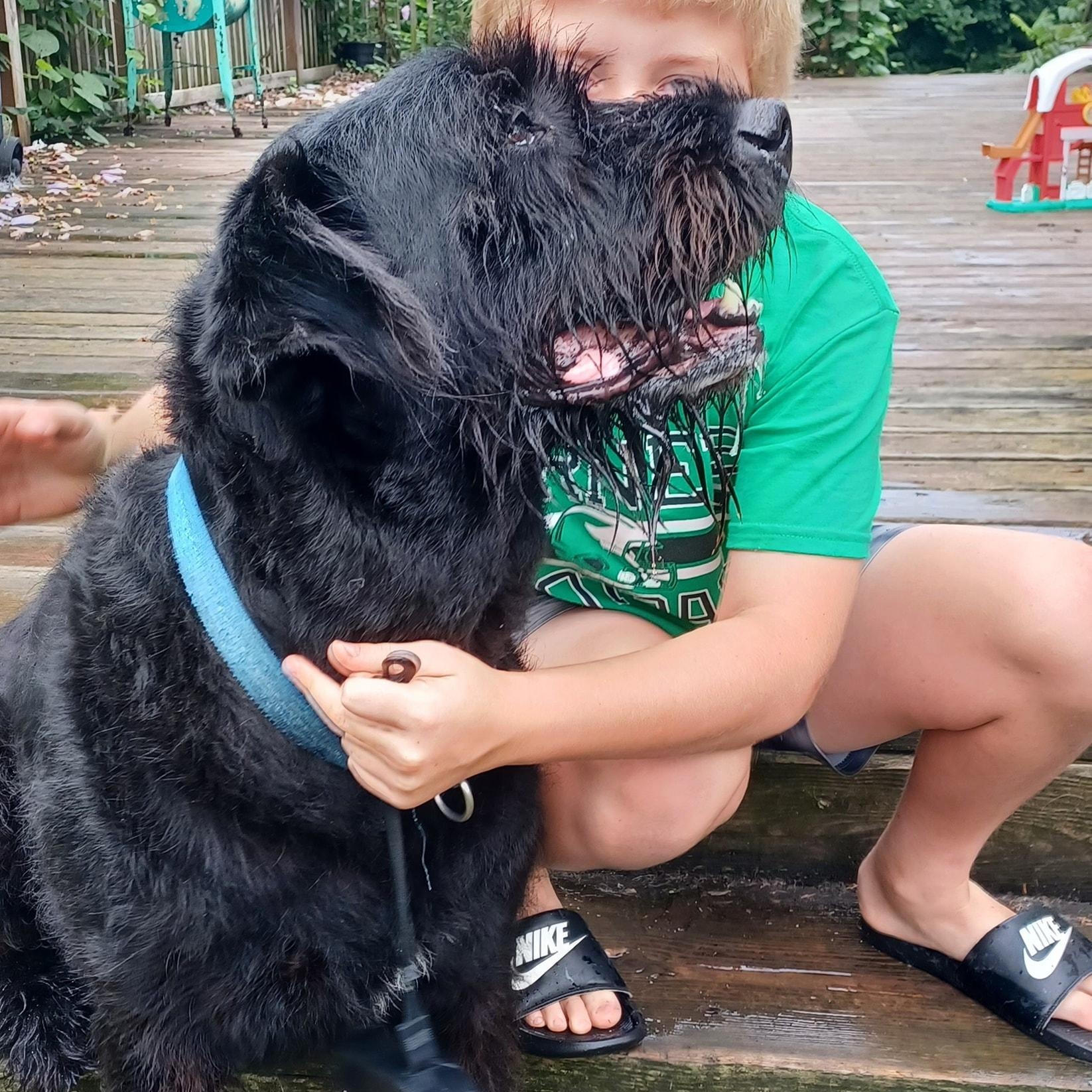 Enlarge Bentley, a Adopted mixed breed in Mount Sterling, IL image 3/3