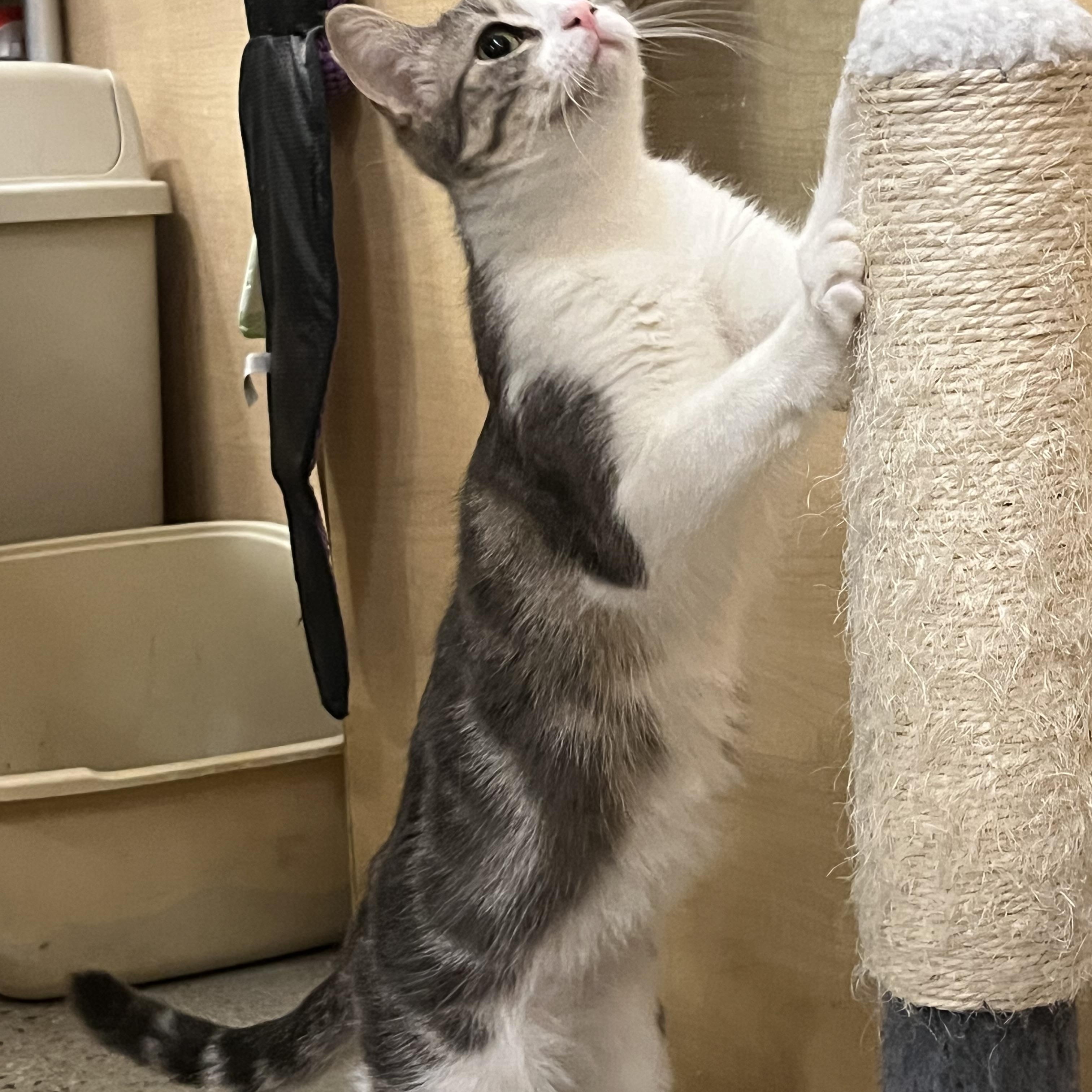 Enlarge Beli, a Adoptable Domestic Short Hair in Tustin, CA image 4/4