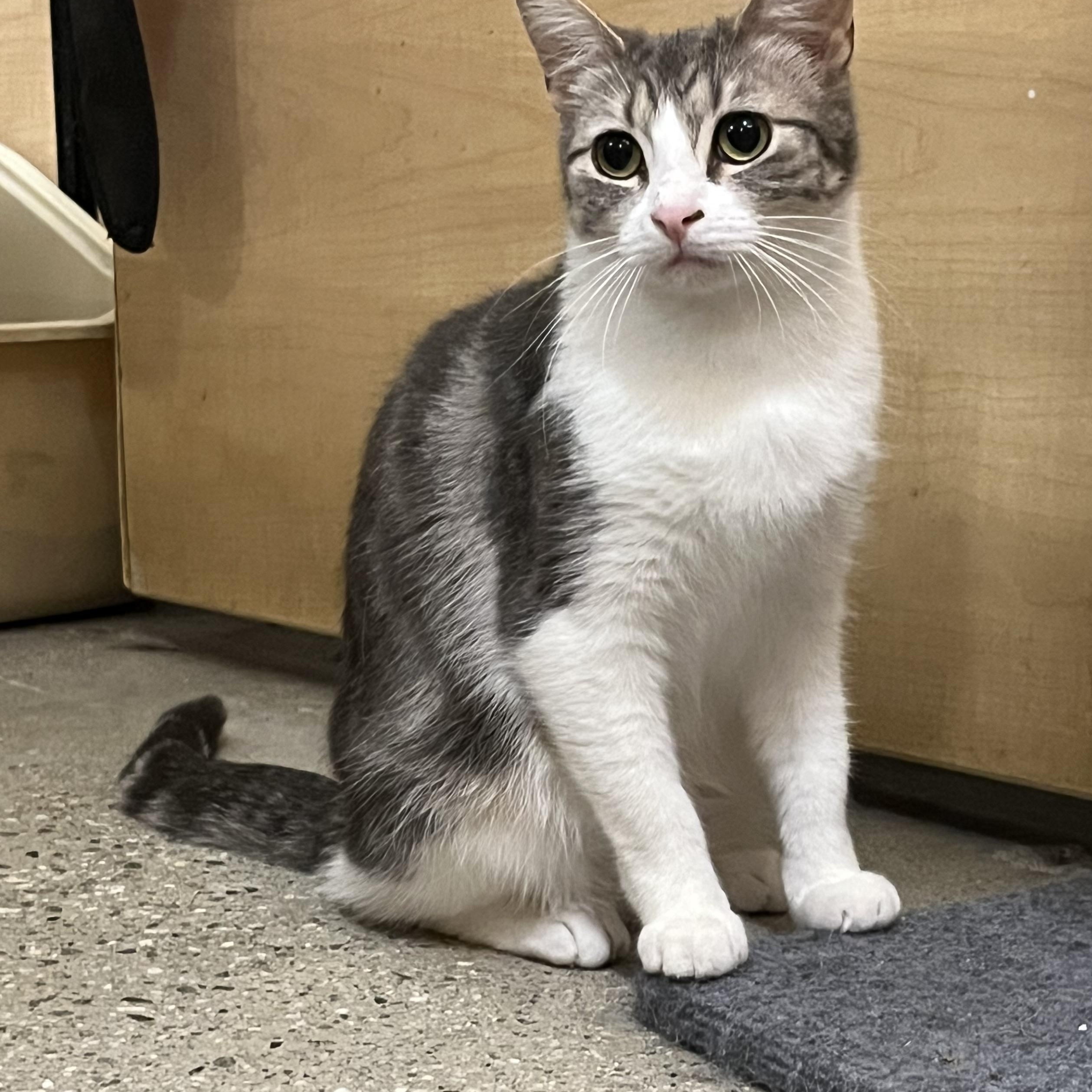 Enlarge Beli, a Adoptable Domestic Short Hair in Tustin, CA image 3/4