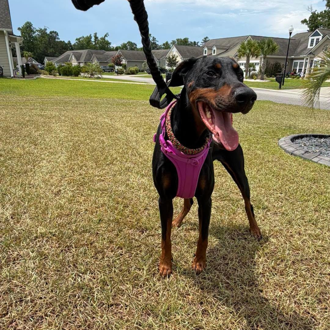 Enlarge Luna, a ADOPTABLE Doberman Pinscher in Calabash, NC image 2/3