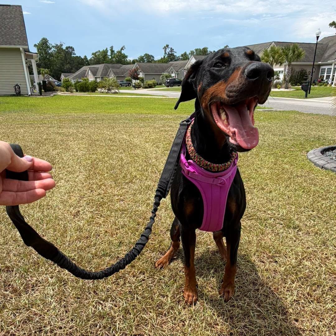 Enlarge Luna, a ADOPTABLE Doberman Pinscher in Calabash, NC image 3/3