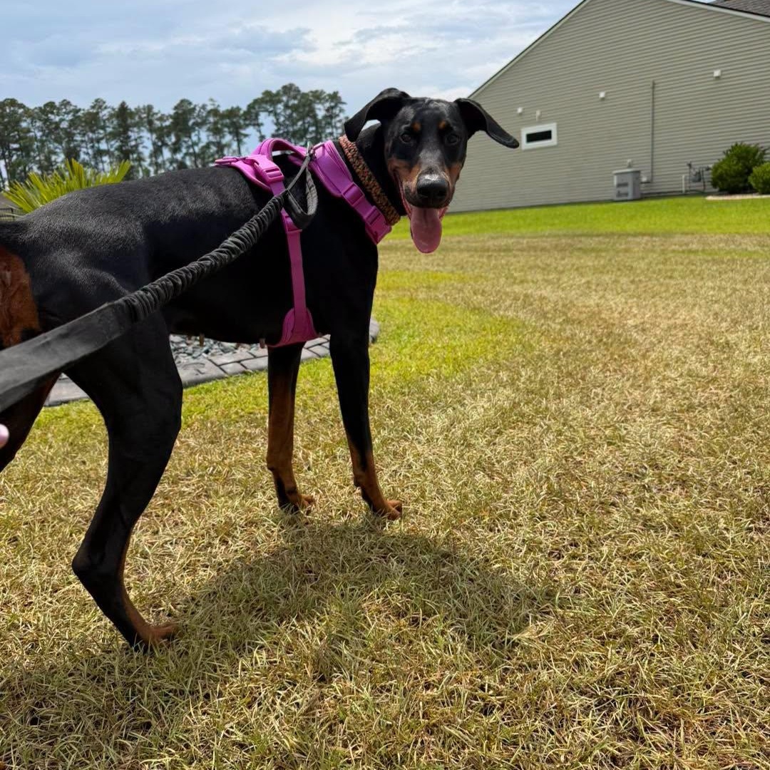 Luna, ADOPTABLE, Adult Female Doberman Pinscher.