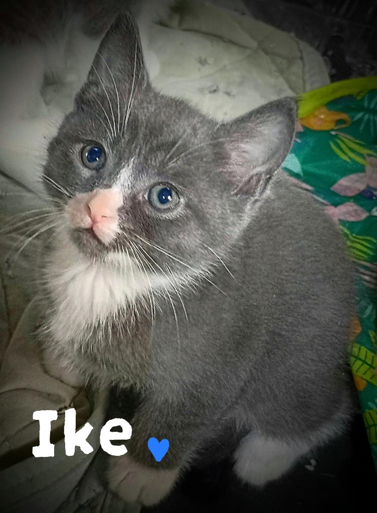 Ike Candy, Adoptable, Kitten Male Domestic Short Hair.