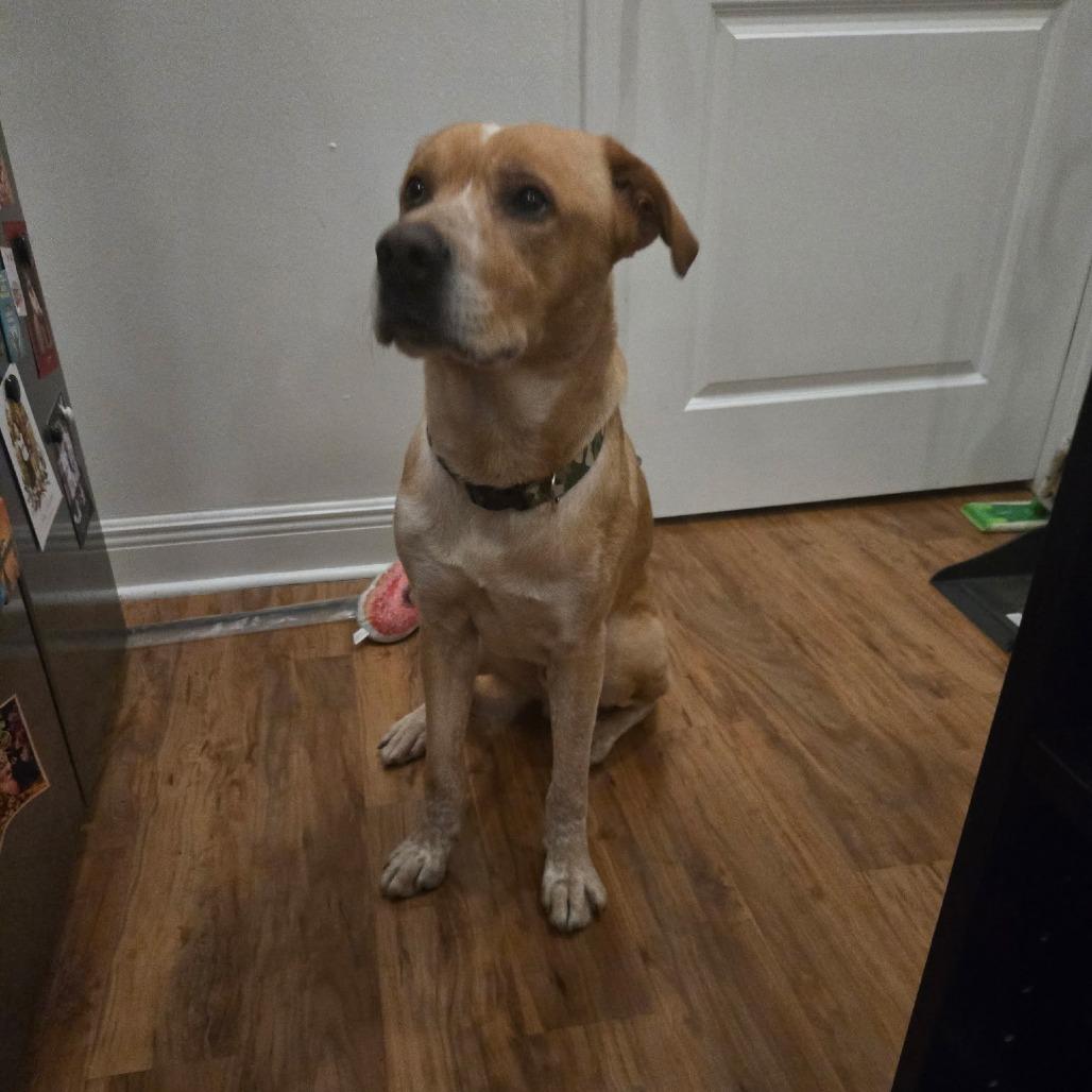 Grover — thumbnail 2