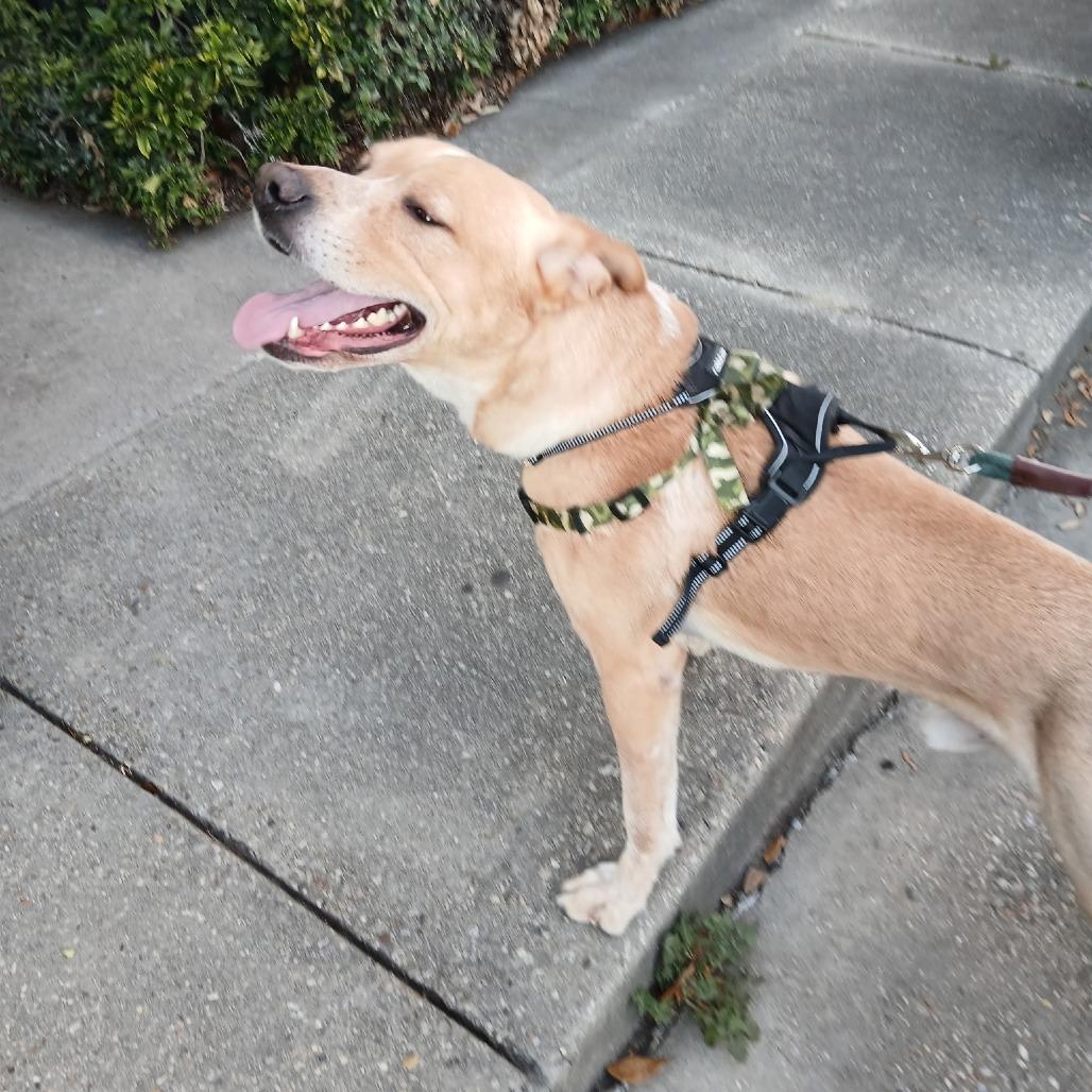 Grover — thumbnail 3