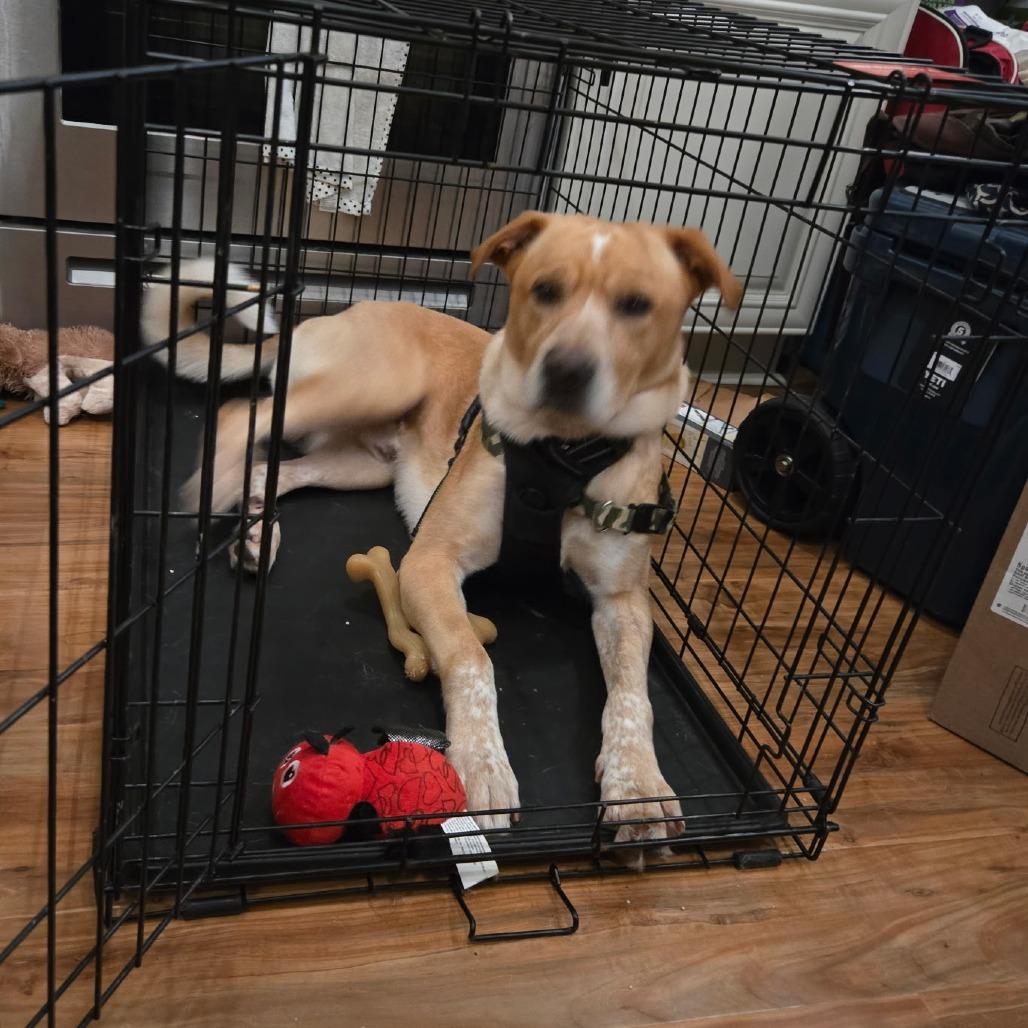 Grover — thumbnail 4