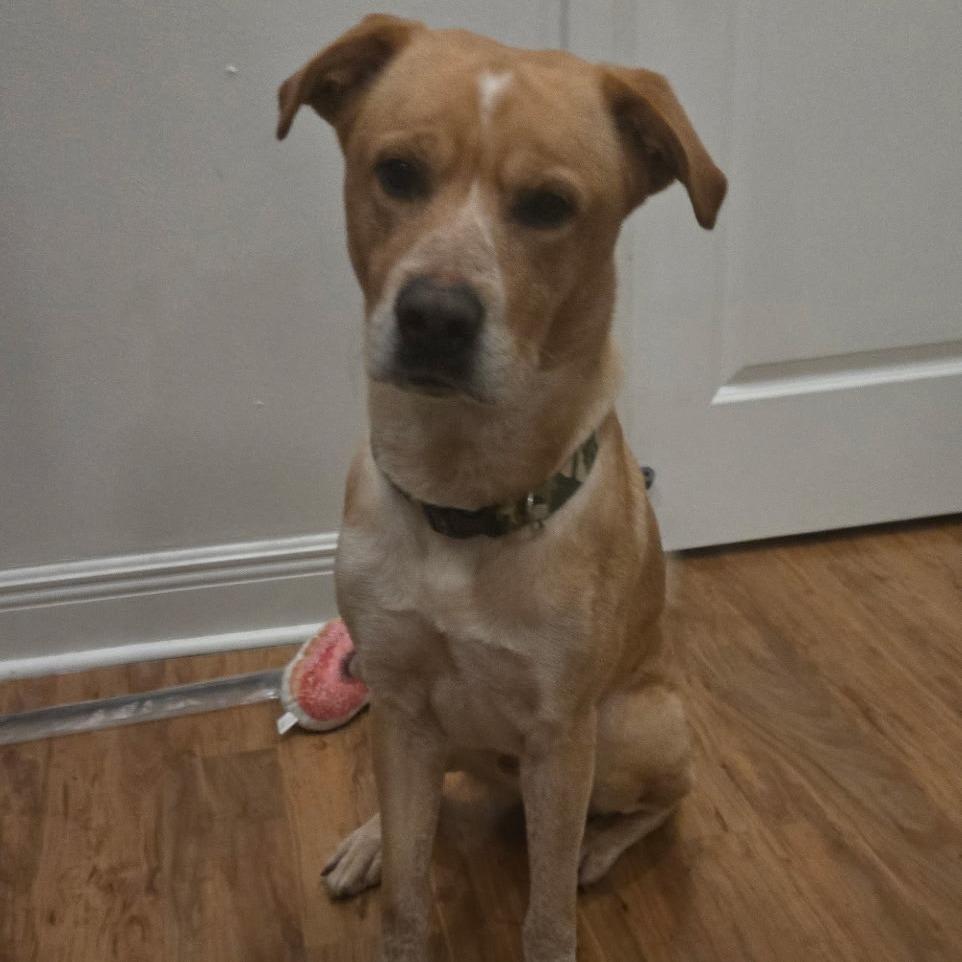 Grover — thumbnail 5