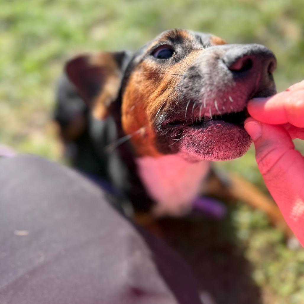 Enlarge Skeeter, a Adoptable mixed breed in York, PA image 1/6