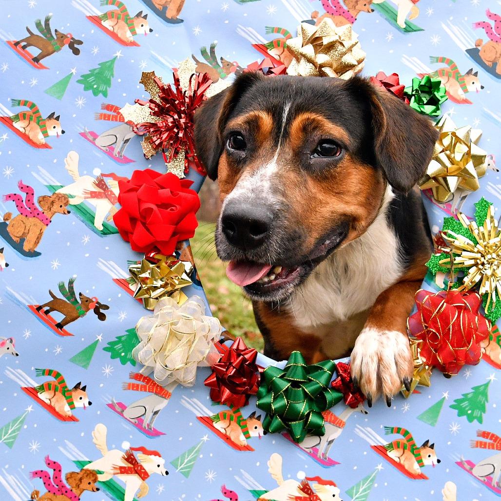 Enlarge Skeeter, a Adoptable mixed breed in York, PA image 2/6