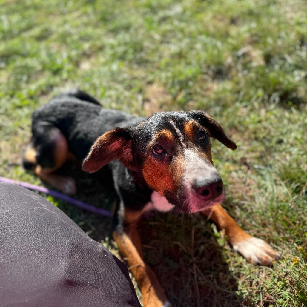 Enlarge Skeeter, a Adoptable mixed breed in York, PA image 3/6