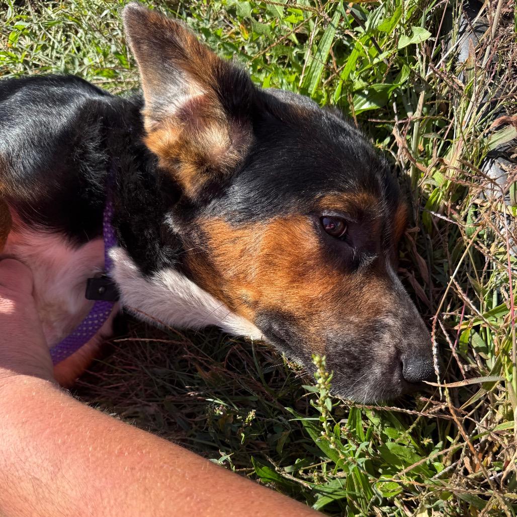 Enlarge Skeeter, a Adoptable mixed breed in York, PA image 4/6