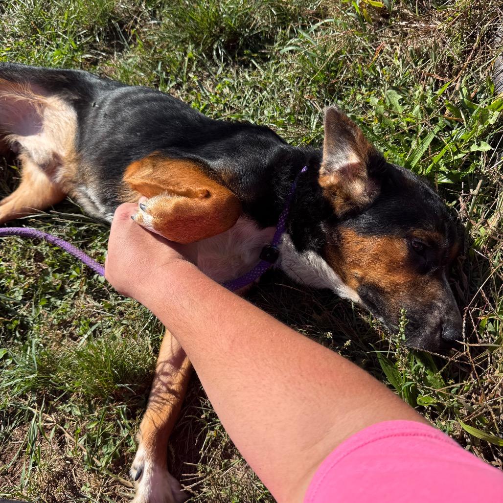 Enlarge Skeeter, a Adoptable mixed breed in York, PA image 5/6