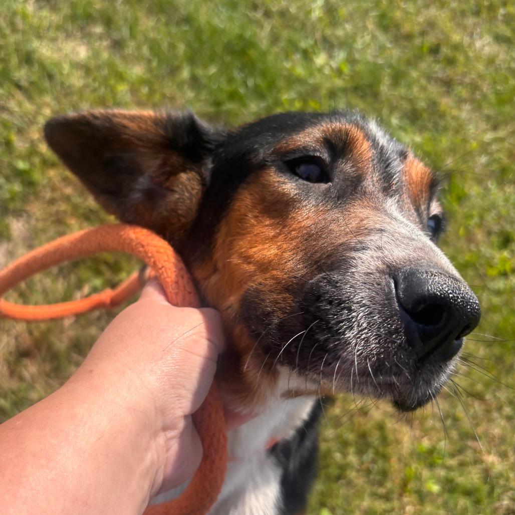 Enlarge Skeeter, a Adoptable mixed breed in York, PA image 6/6