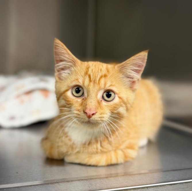 Enlarge Ed Sheeran, an adopted Domestic Short Hair in Wayne, NJ image 1/1