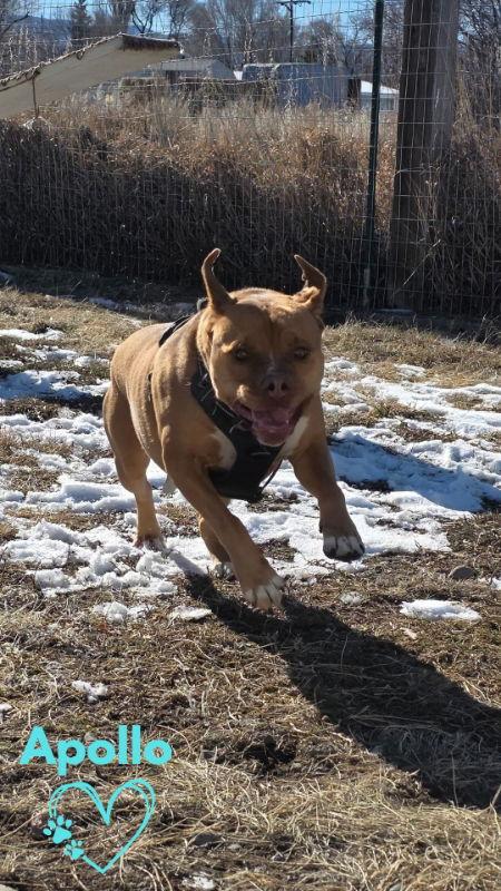 Apollo, a Adoptable mixed breed in Monte Vista, CO image 1/3