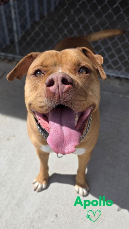 Enlarge Apollo, a Adoptable mixed breed in Monte Vista, CO image 2/3