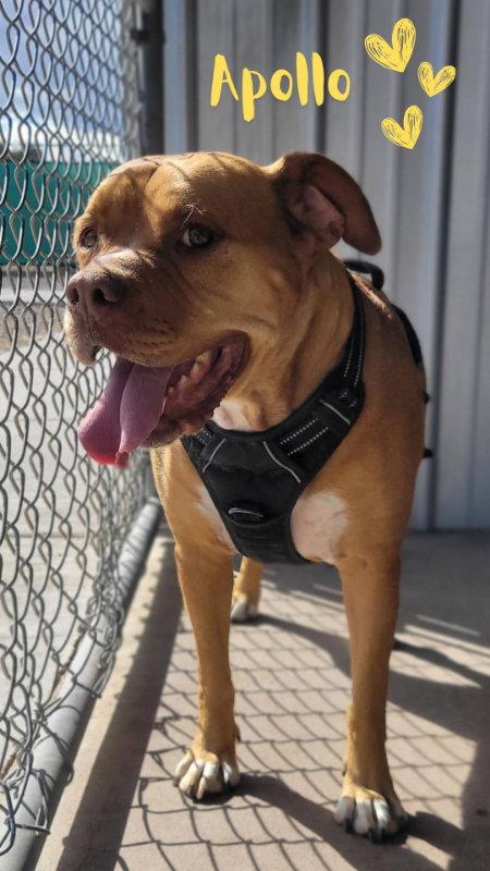 Apollo, Adoptable, Adult Male American Staffordshire Terrier & Boxer.