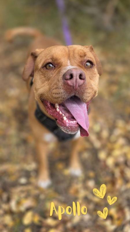 Enlarge Apollo, a Adoptable mixed breed in Monte Vista, CO image 2/3