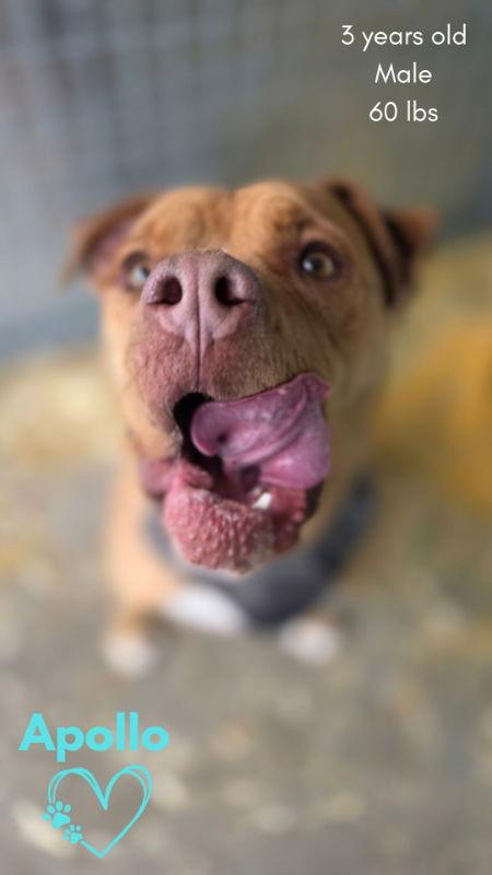 Apollo, a Adoptable mixed breed in Monte Vista, CO image 2/3