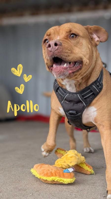 Enlarge Apollo, a Adoptable mixed breed in Monte Vista, CO image 3/3