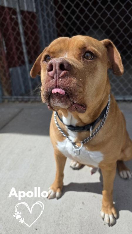 Enlarge Apollo, a Adoptable mixed breed in Monte Vista, CO image 3/3