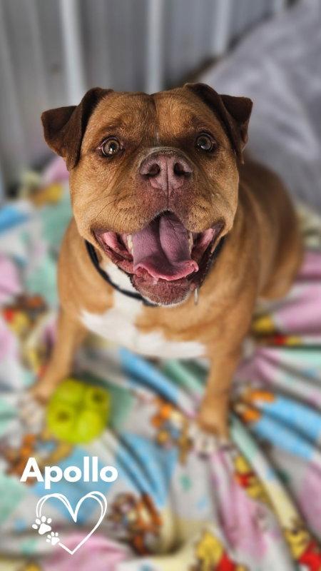 Enlarge Apollo, a Adoptable mixed breed in Monte Vista, CO image 3/3