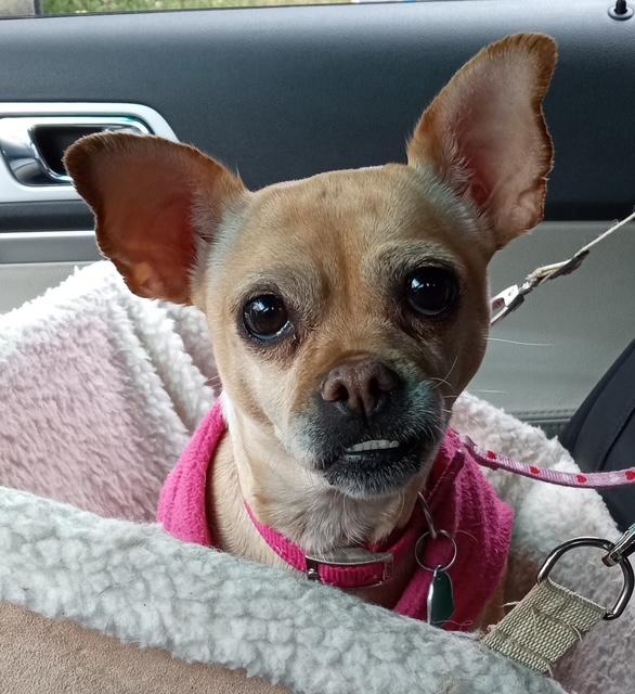Lindy, ADOPTABLE, Adult Female Terrier & Chihuahua.