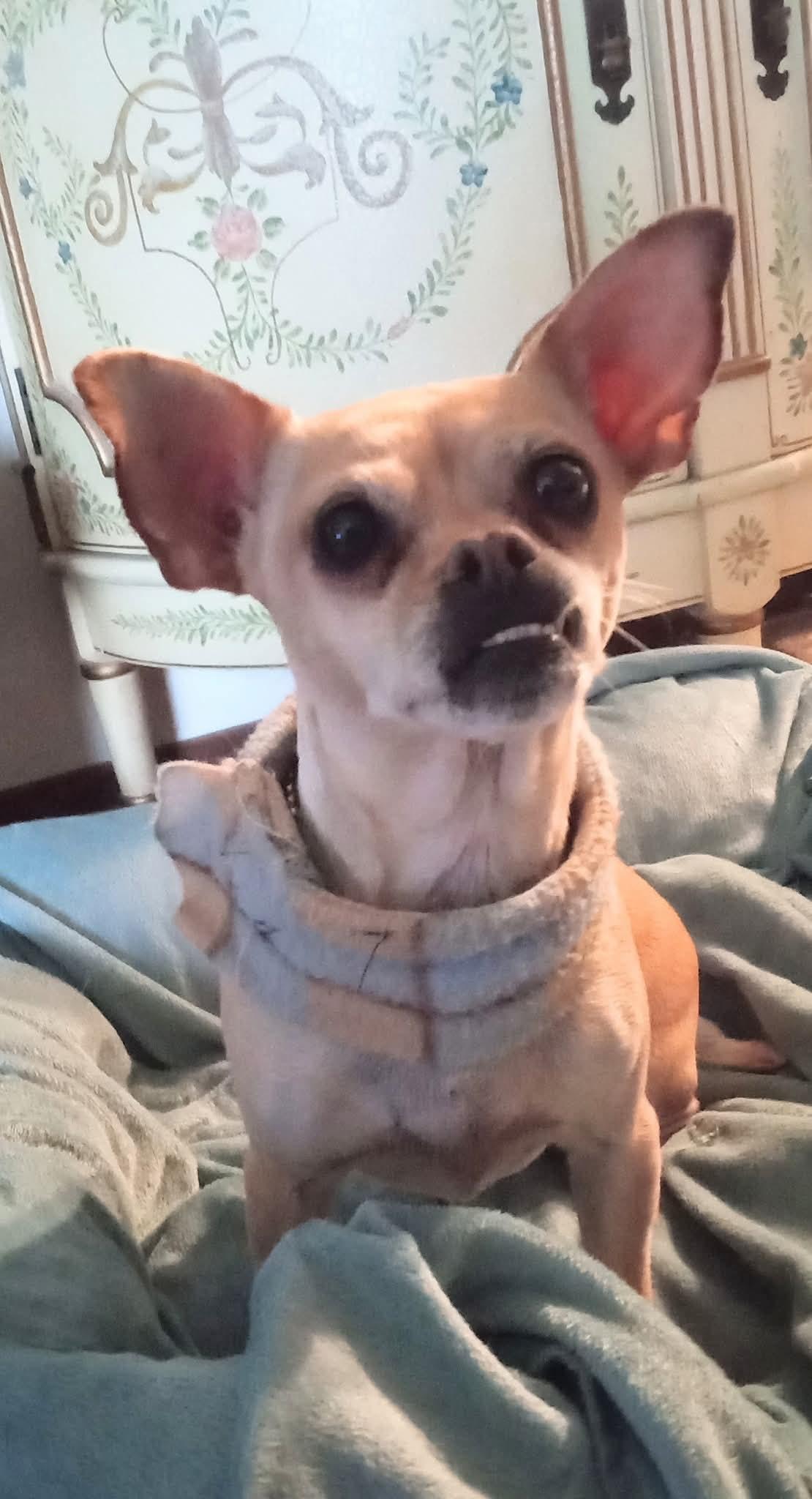 Enlarge Lindy, a ADOPTABLE mixed breed in Santa Cruz, CA image 4/6