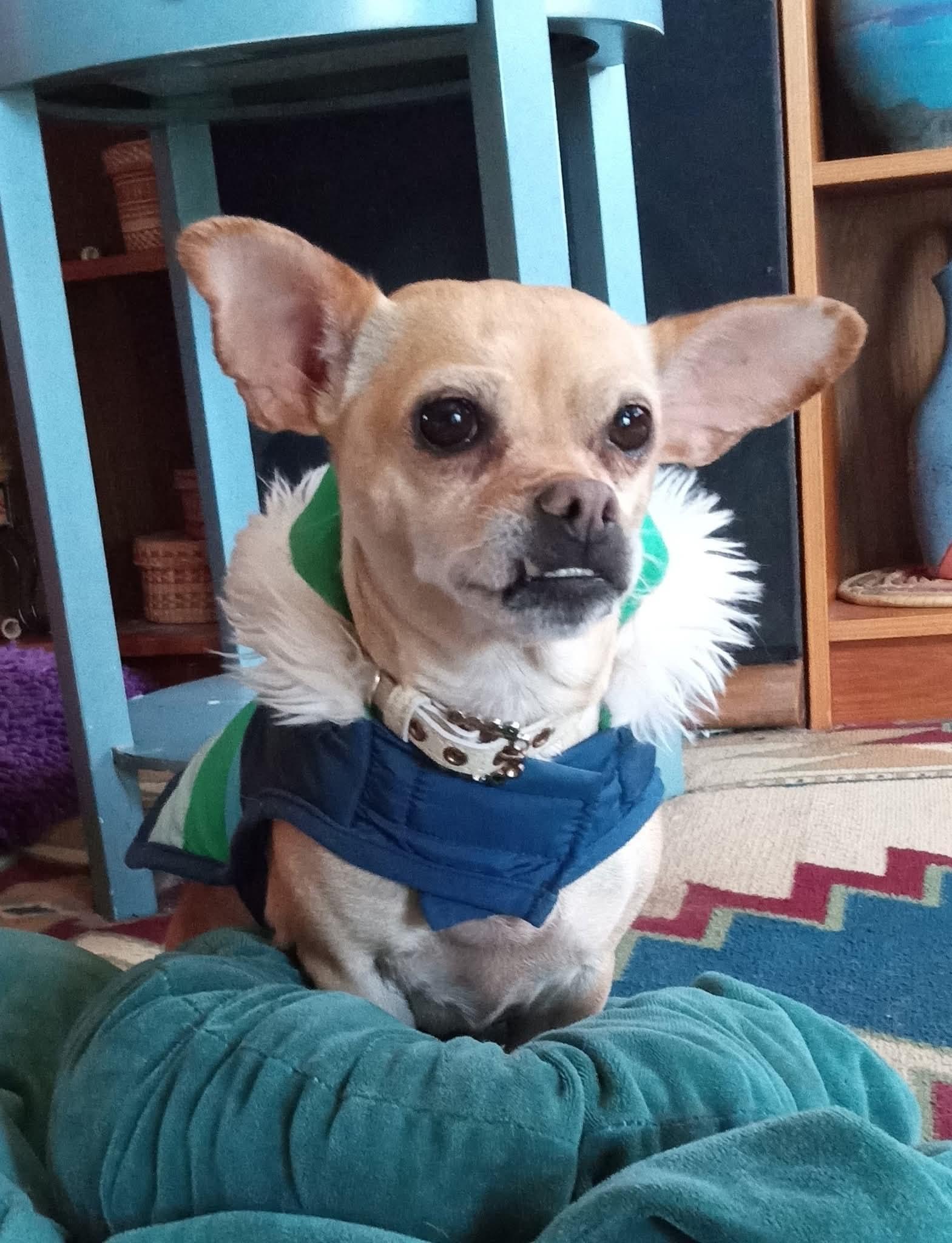 Enlarge Lindy, a ADOPTABLE mixed breed in Santa Cruz, CA image 2/6