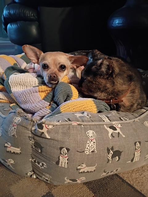 Enlarge Lindy, a ADOPTABLE mixed breed in Santa Cruz, CA image 5/6