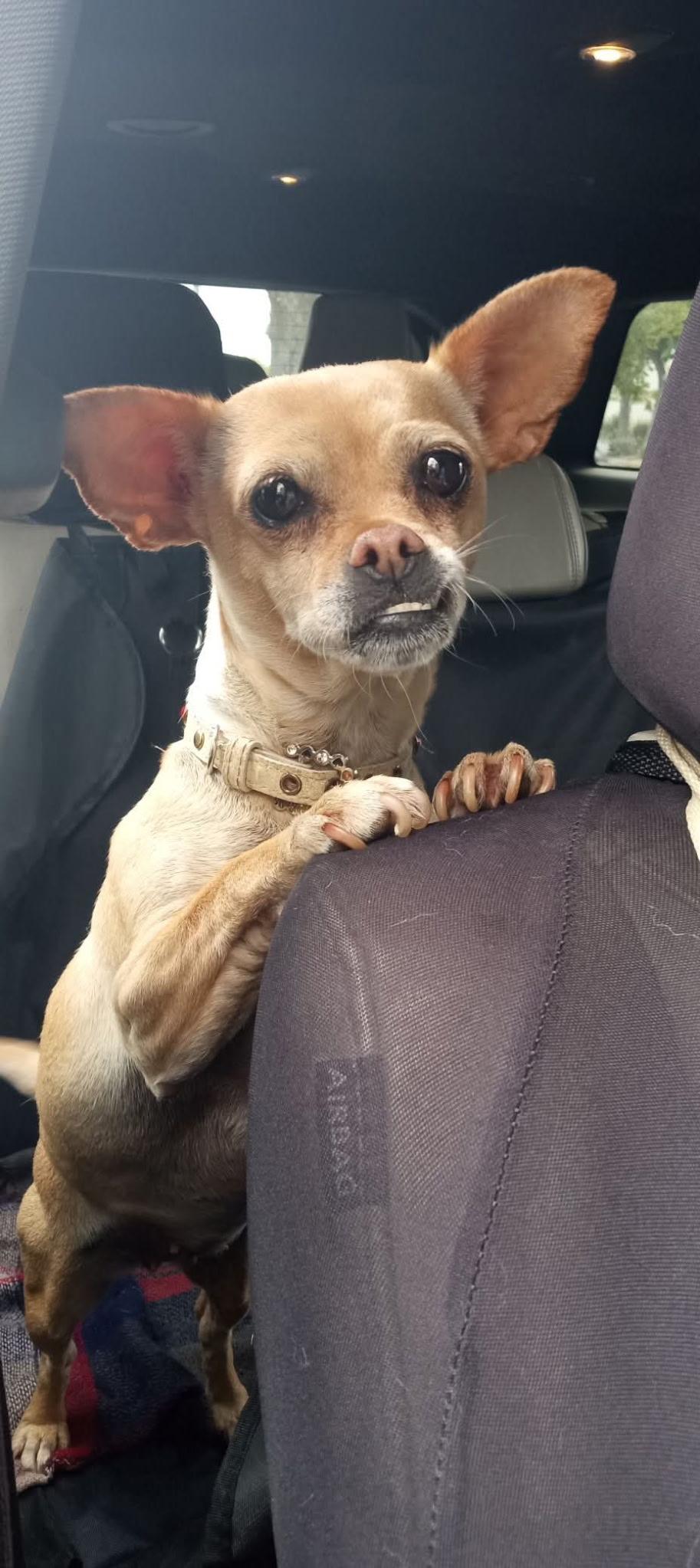 Lindy, ADOPTABLE, Adult Female Terrier & Chihuahua.