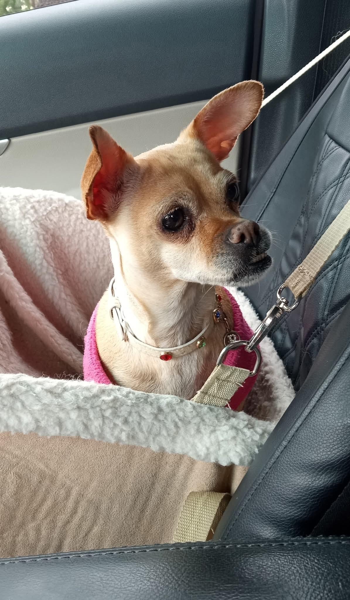 Enlarge Lindy, a ADOPTABLE mixed breed in Santa Cruz, CA image 6/6