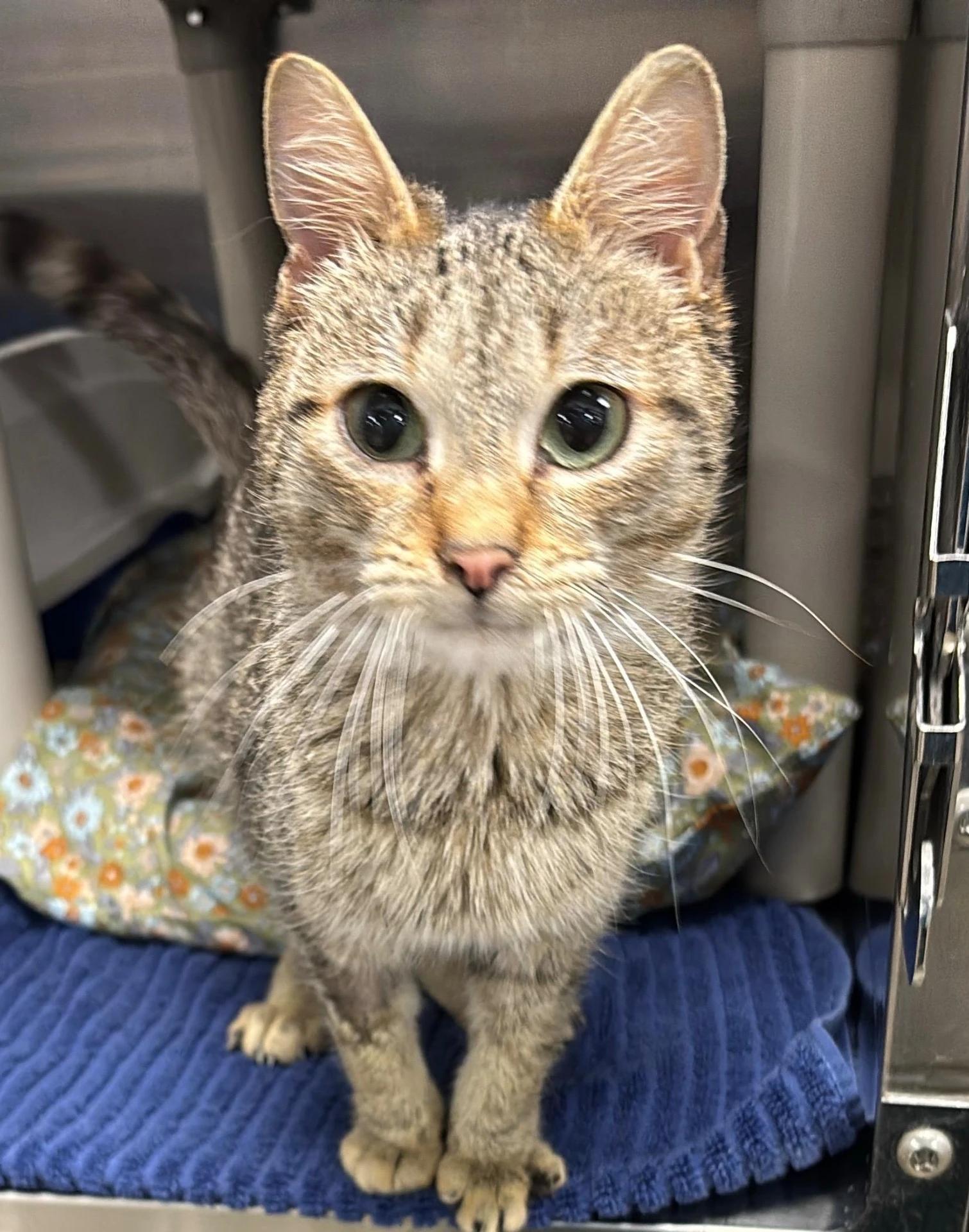 Enlarge Silk, an adopted Domestic Short Hair in Maple Shade, NJ image 1/1