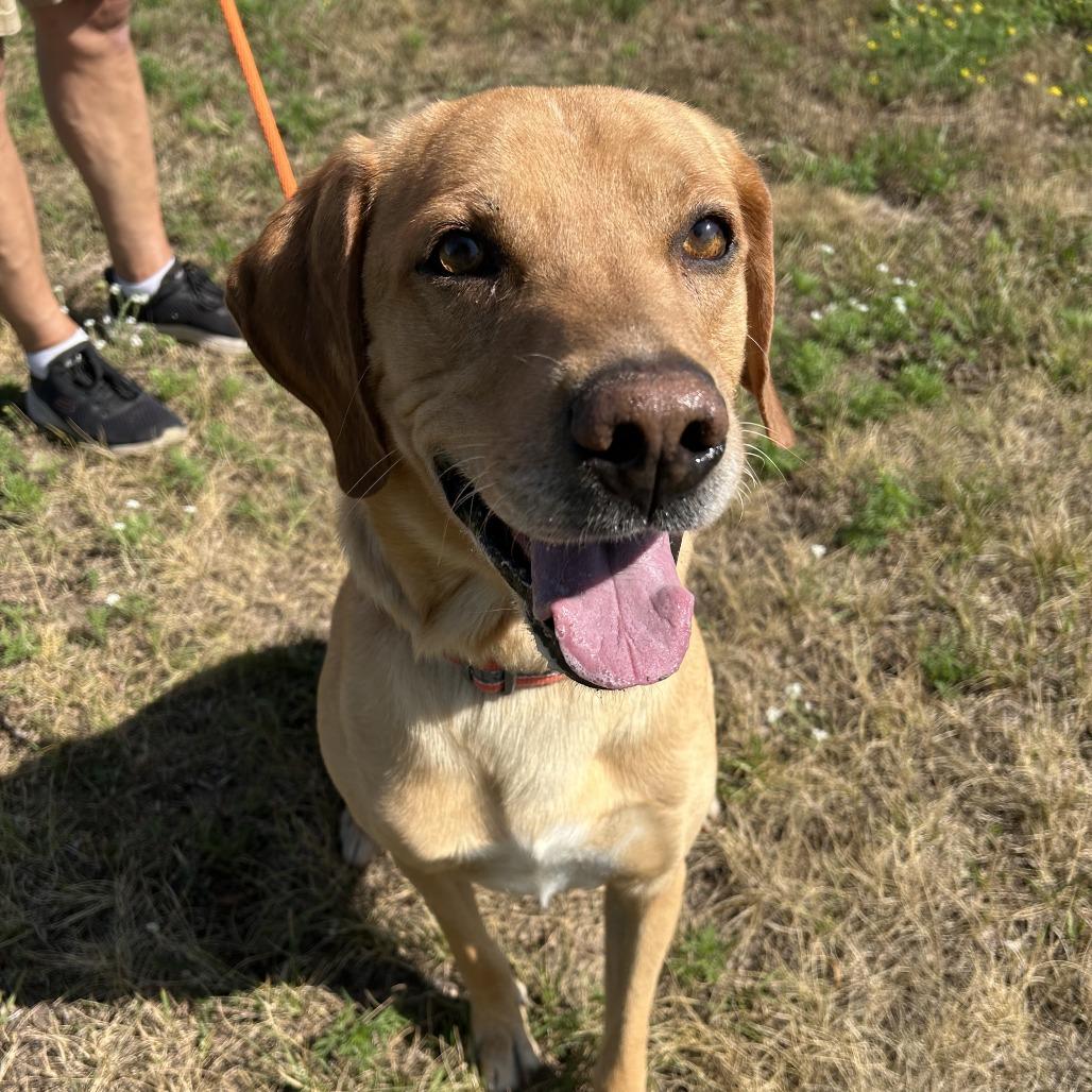 Rex, Adoptable, Adult Male Mixed Breed.