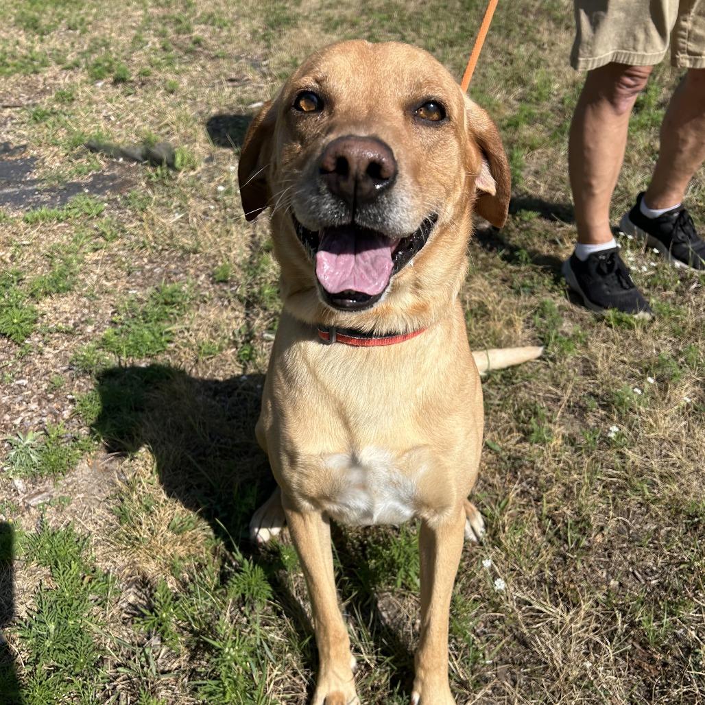 Rex, a Adoptable Mixed Breed in Saint Cloud, MN image 2/5