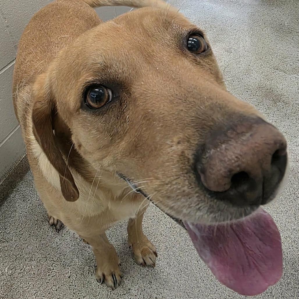 Rex, a Adoptable Mixed Breed in Saint Cloud, MN image 3/5