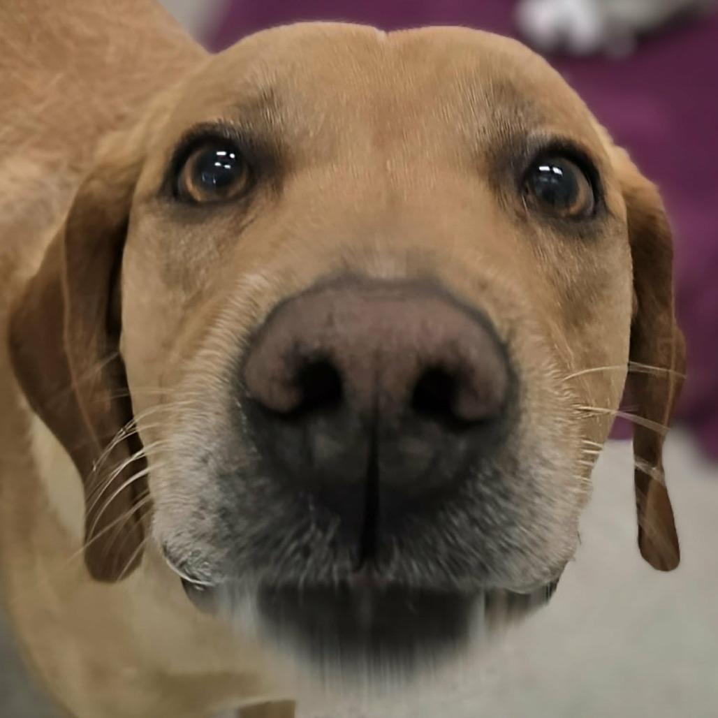Rex, a Adoptable Mixed Breed in Saint Cloud, MN image 4/5