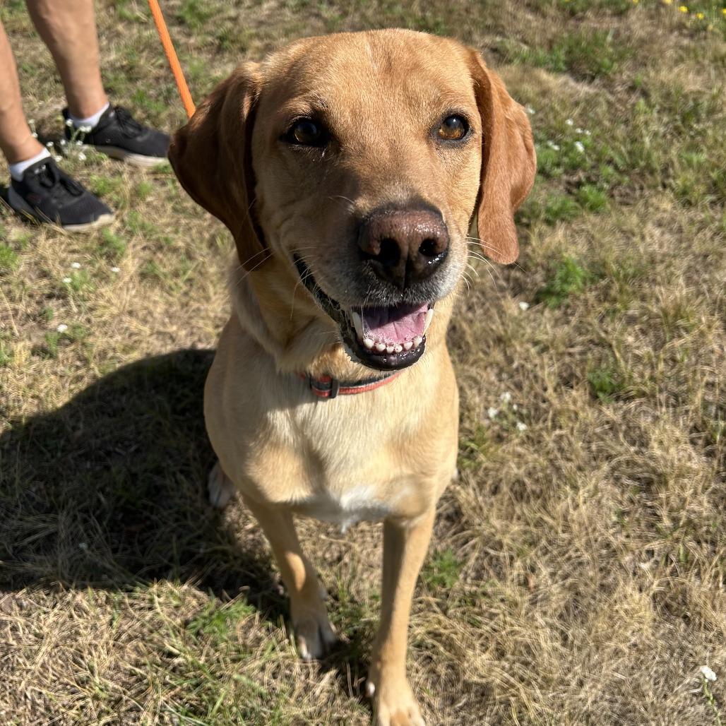 Rex, a Adoptable Mixed Breed in Saint Cloud, MN image 5/5