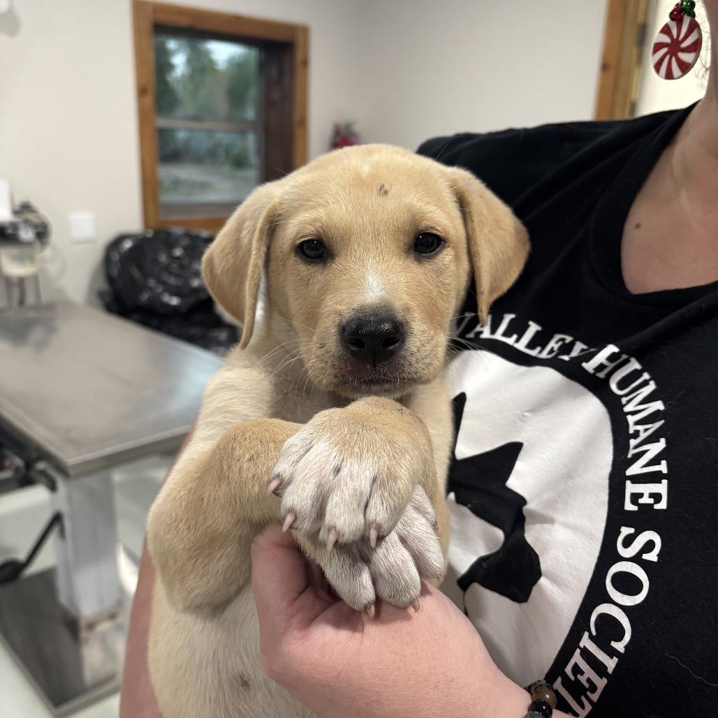 Bubbles, Adoptable, Puppy Female Labrador Retriever.