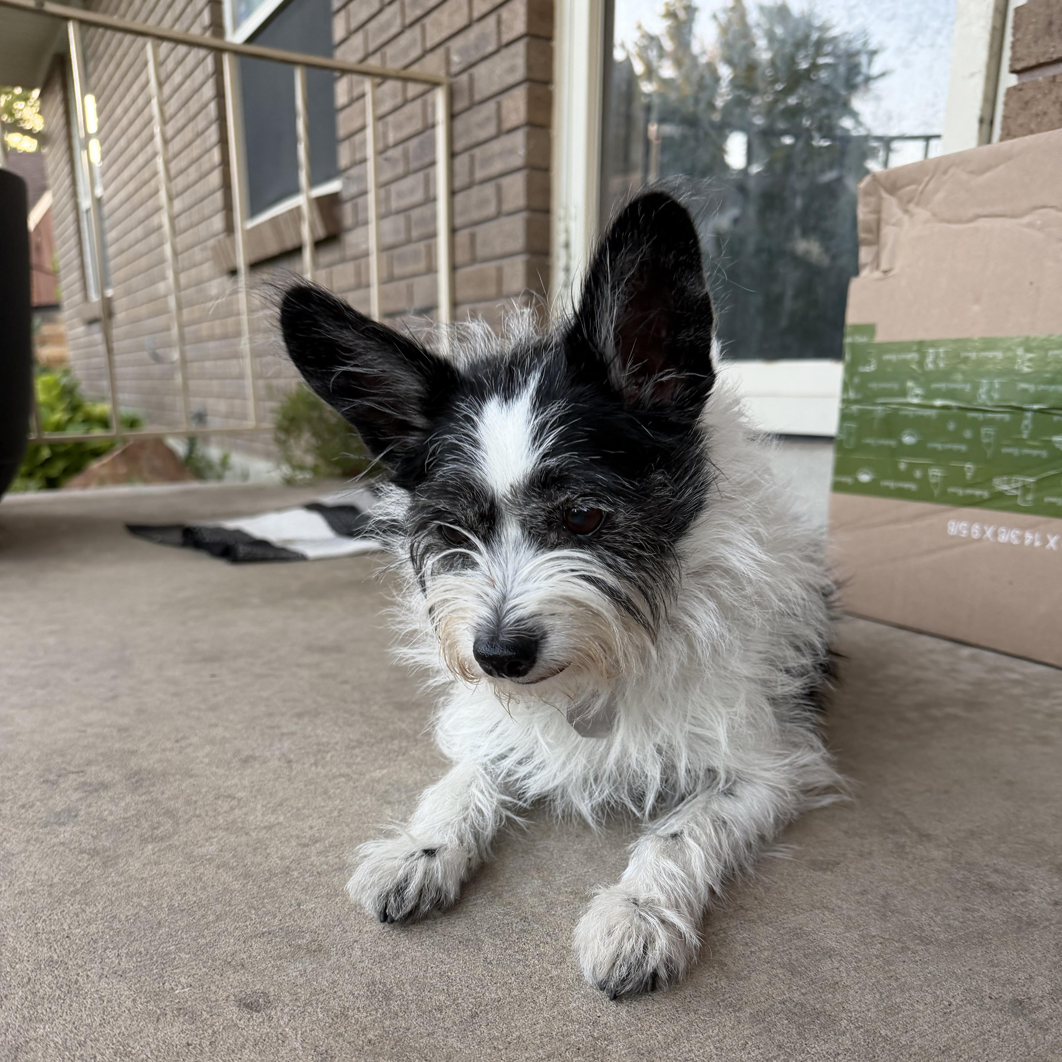 Enlarge Helen, a Adopted Terrier in Salt Lake City, UT image 6/6