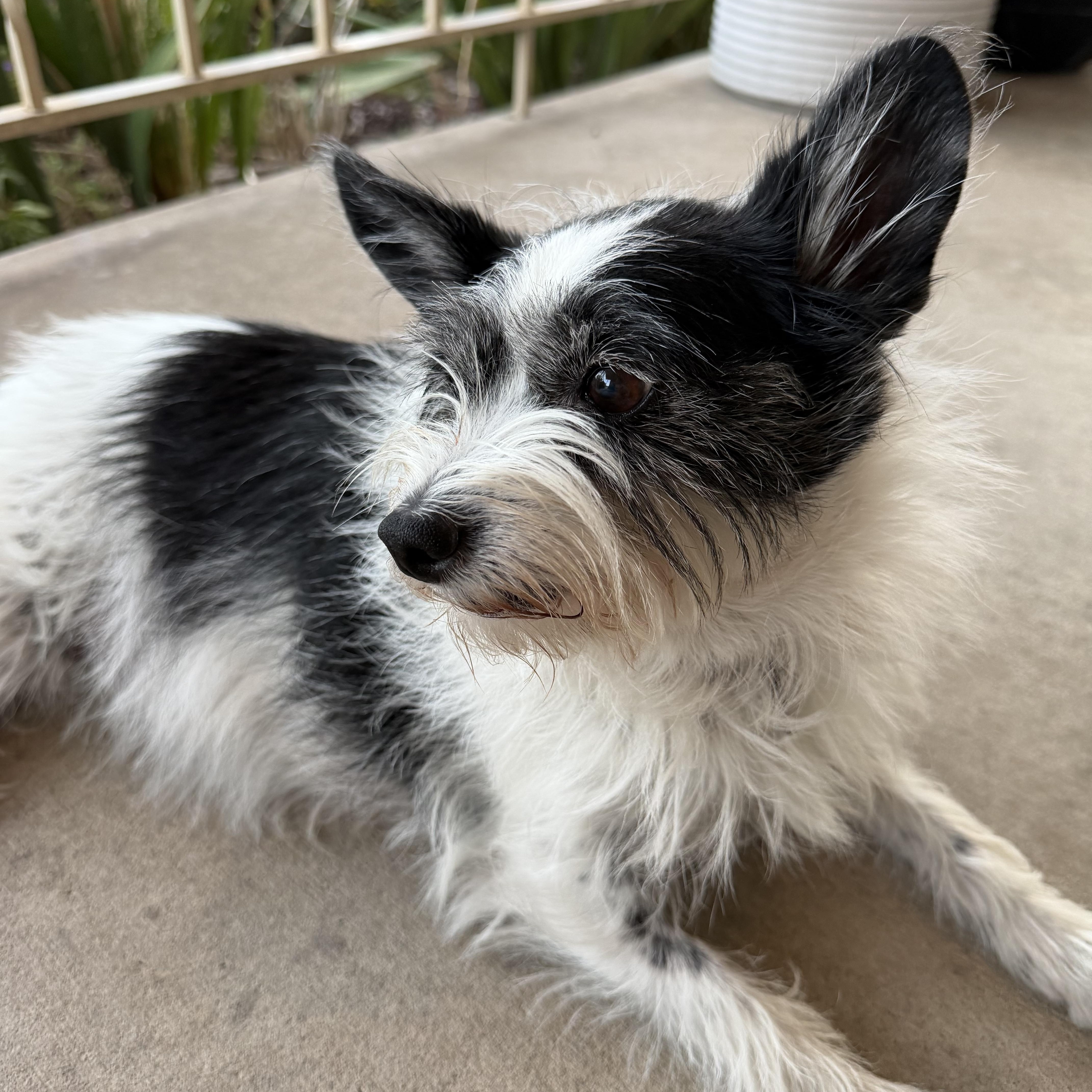 Enlarge Helen, a Adopted Terrier in Salt Lake City, UT image 2/6