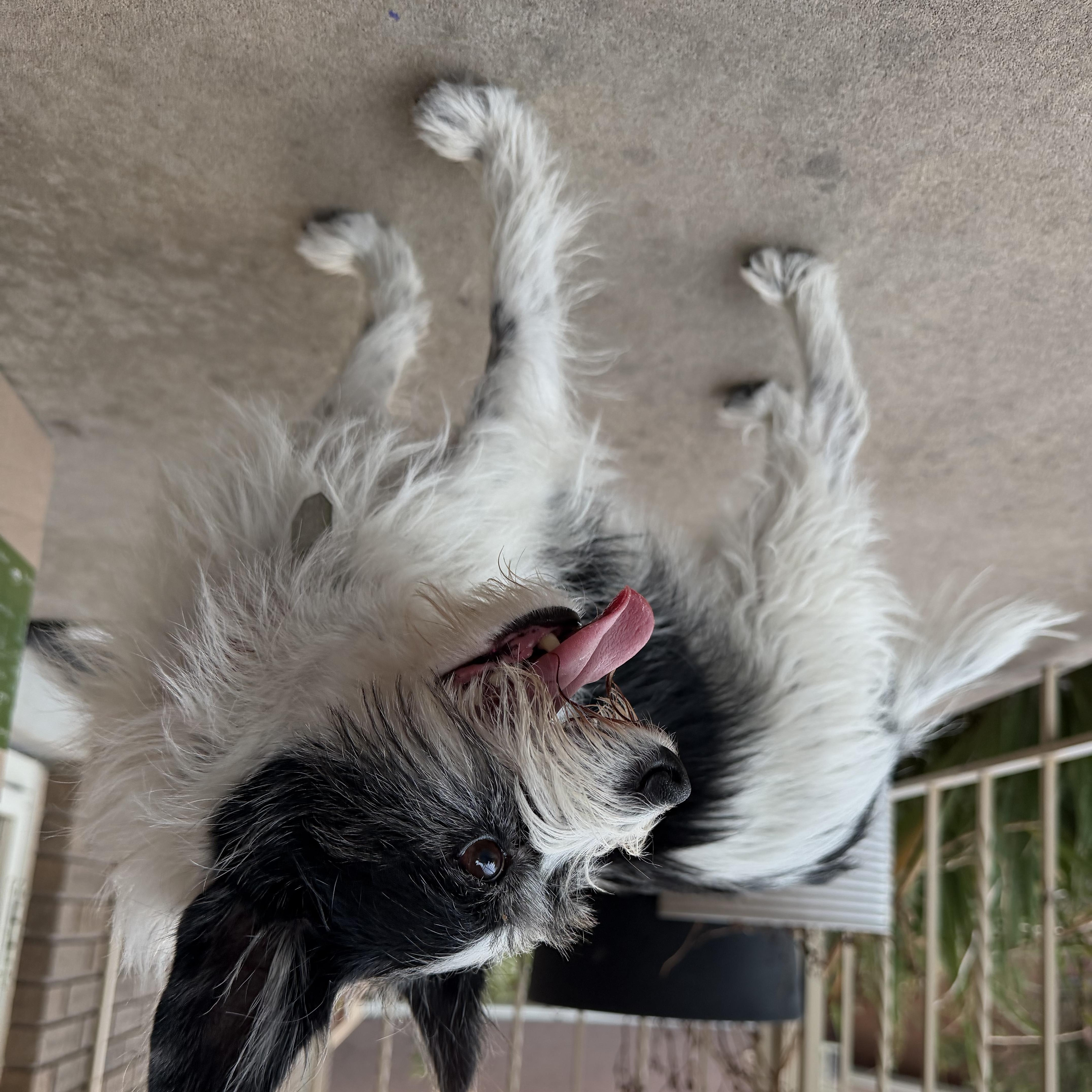 Enlarge Helen, a Adopted Terrier in Salt Lake City, UT image 3/6