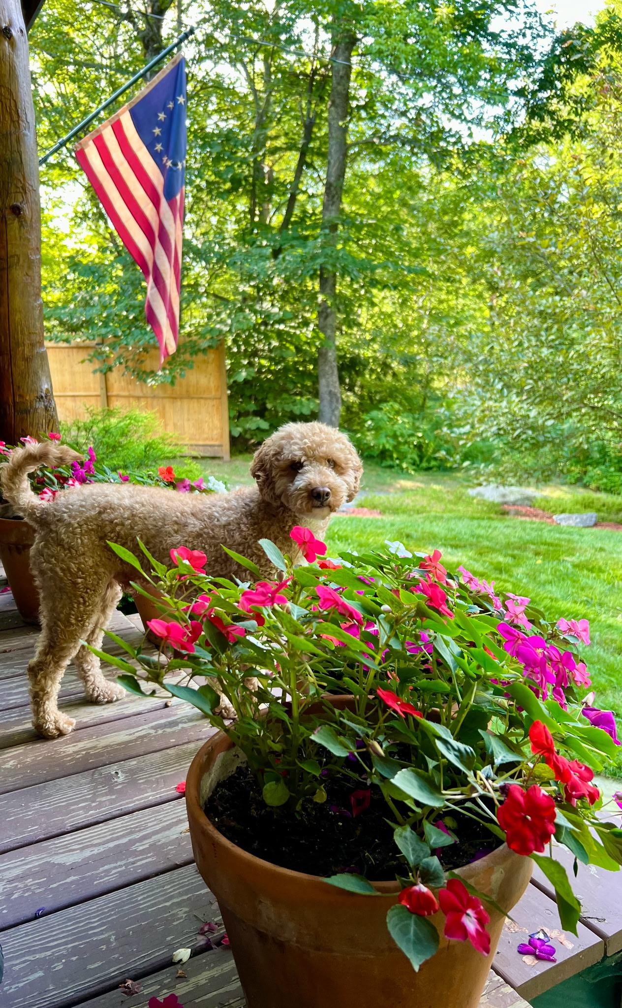 Teddy, an adoptable Goldendoodle, Miniature Poodle in Danville, VT, 05828 | Photo Image 3